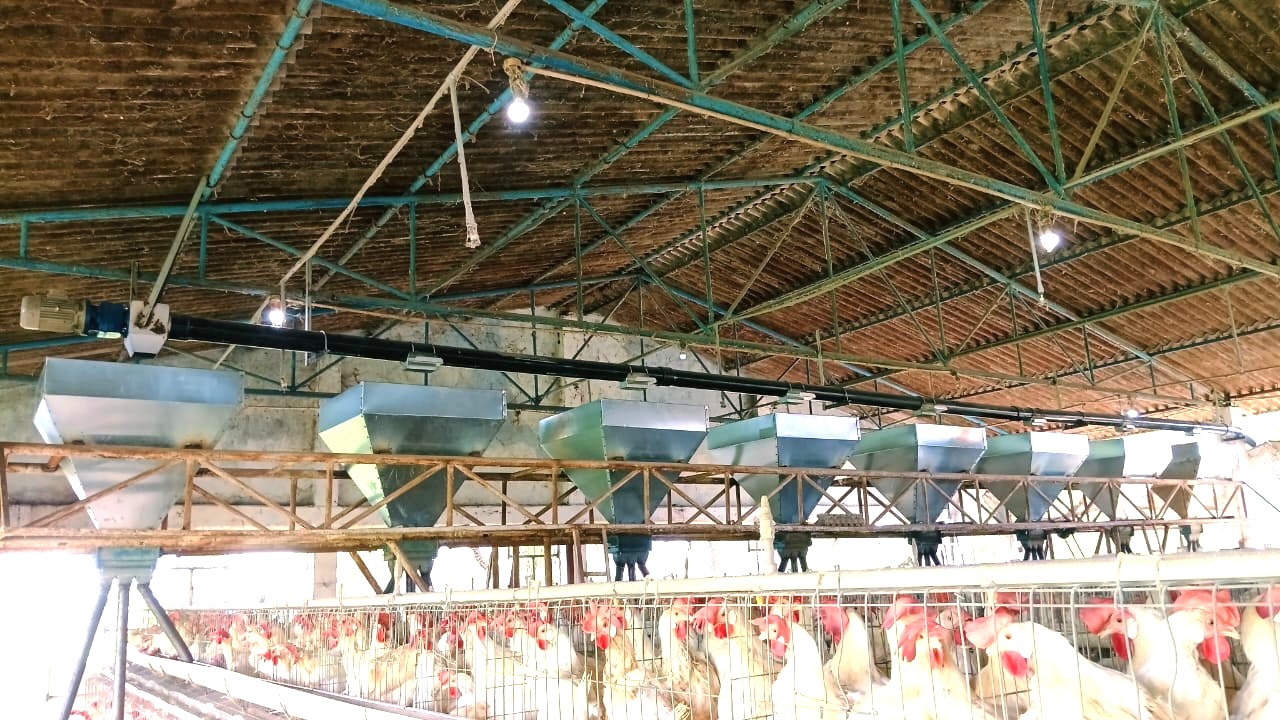 FEED DISTRIBUTION SYSTEM